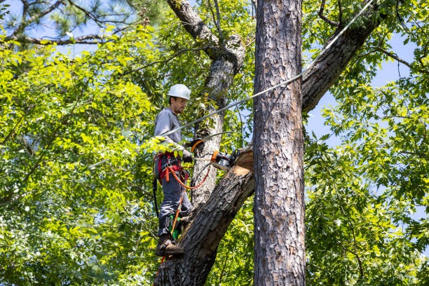 Affordable Tree Removal Near Me Lufkin Environmental Experts